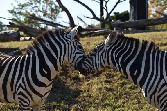 SlotsVentura Casino Stuðningur